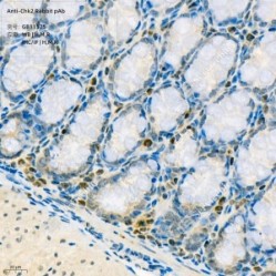 Anti-Chk2 Rabbit pAb