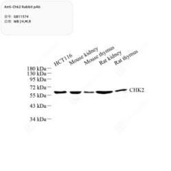 Anti-Chk2 Rabbit pAb