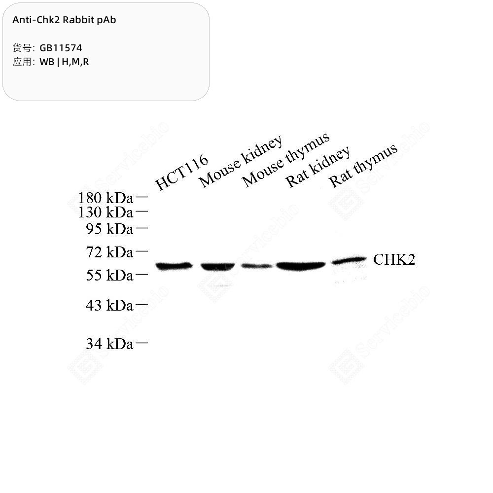 Anti-Chk2 Rabbit pAb
