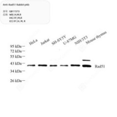 Anti-Rad51 Rabbit pAb