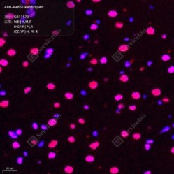 Anti-Rad51 Rabbit pAb