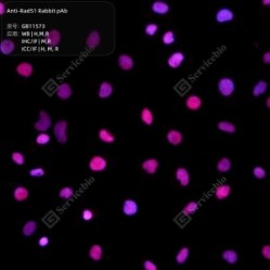 Anti-Rad51 Rabbit pAb
