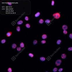 Anti-Rad51 Rabbit pAb