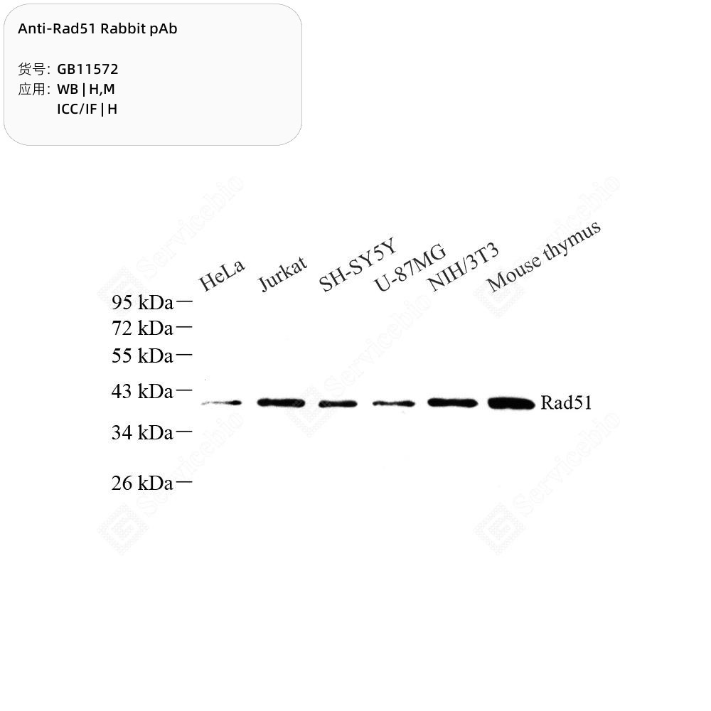 Anti-Rad51 Rabbit pAb