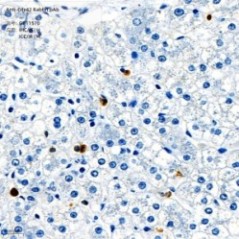 Anti-Cdc42 Rabbit pAb