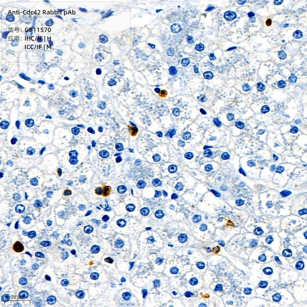 Anti-Cdc42 Rabbit pAb
