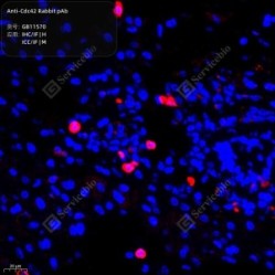 Anti-Cdc42 Rabbit pAb