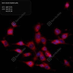 Anti-Cdc42 Rabbit pAb
