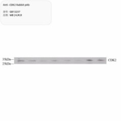Anti-CDK2 Rabbit pAb