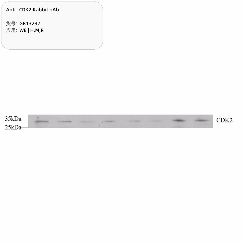 Anti-CDK2 Rabbit pAb