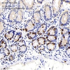 Anti-BrdU Mouse mAb