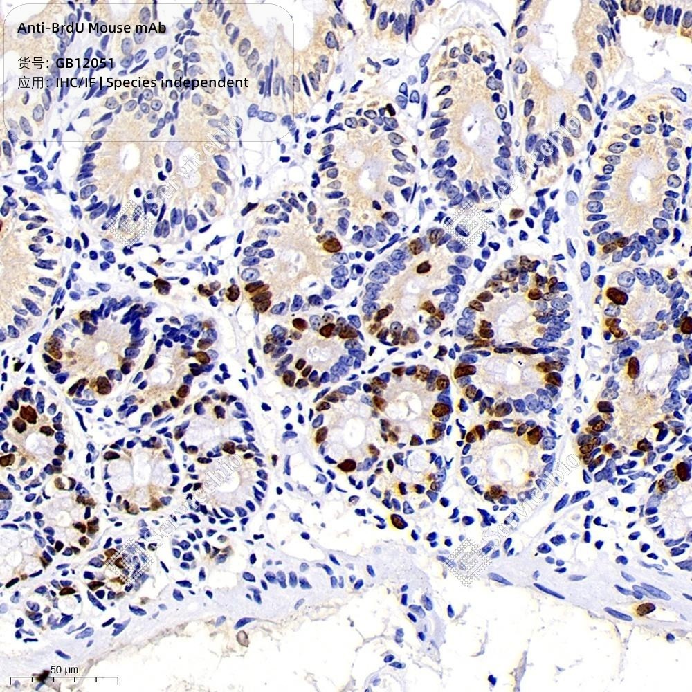Anti-BrdU Mouse mAb