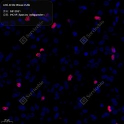 Anti-BrdU Mouse mAb