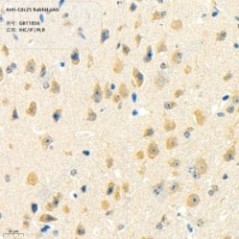 Anti-Cdc25 Rabbit pAb