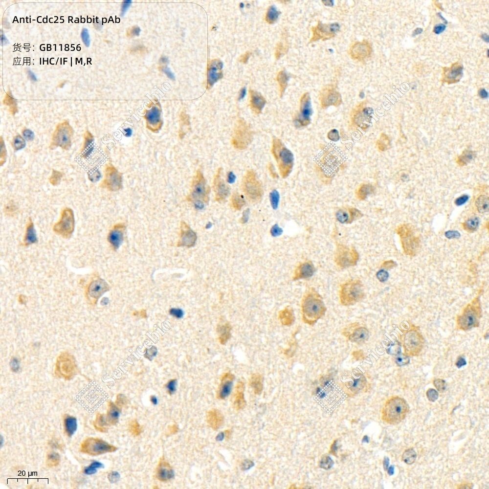 Anti-Cdc25 Rabbit pAb