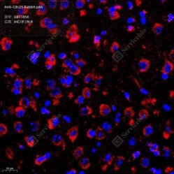 Anti-Cdc25 Rabbit pAb