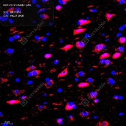 Anti-Cdc25 Rabbit pAb