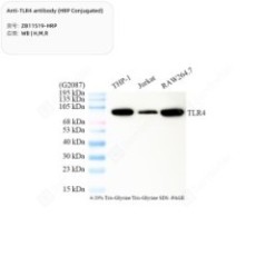 Anti-TLR4 antibody (HRP...