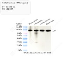 Anti-TLR4 antibody (HRP Conjugated)