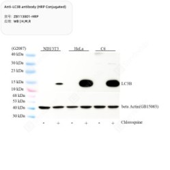 Anti-LC3B antibody (HRP Conjugated)