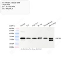 Anti-HMGB1 antibody (HRP...