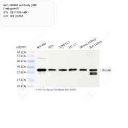Anti-HMGB1 antibody (HRP Conjugated)