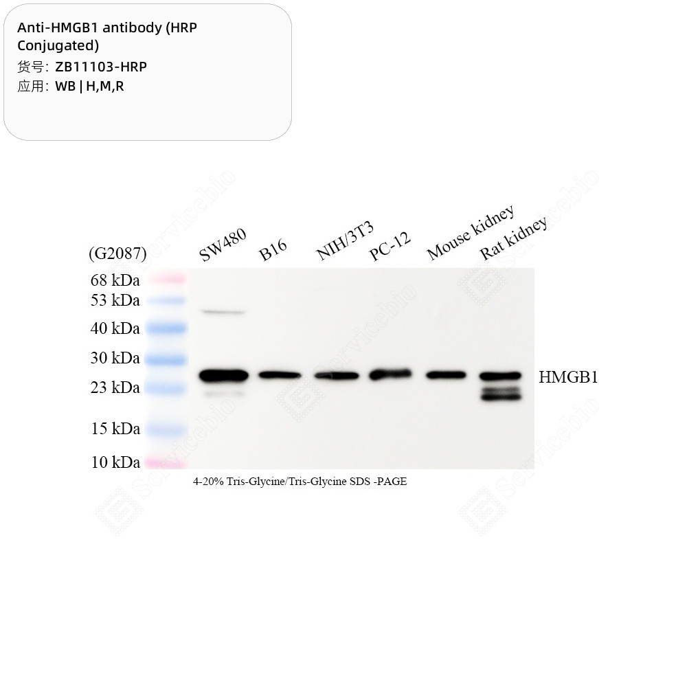 Anti-HMGB1 antibody (HRP Conjugated)