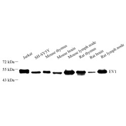 Anti-EVL Rabbit pAb, Primary Antibody