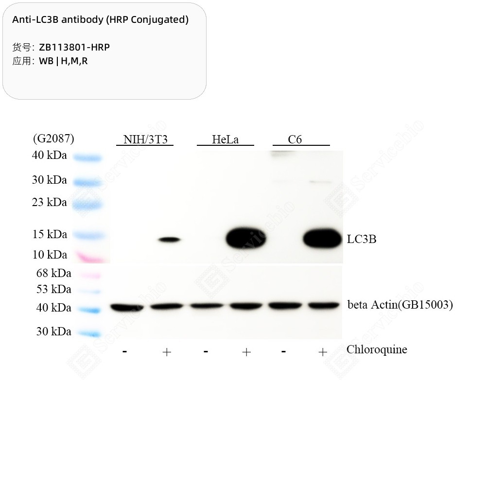 Anti-LC3B antibody (HRP Conjugated)