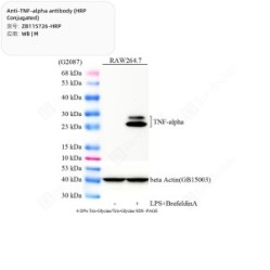 Anti-TNF-alpha antibody (HRP Conjugated)