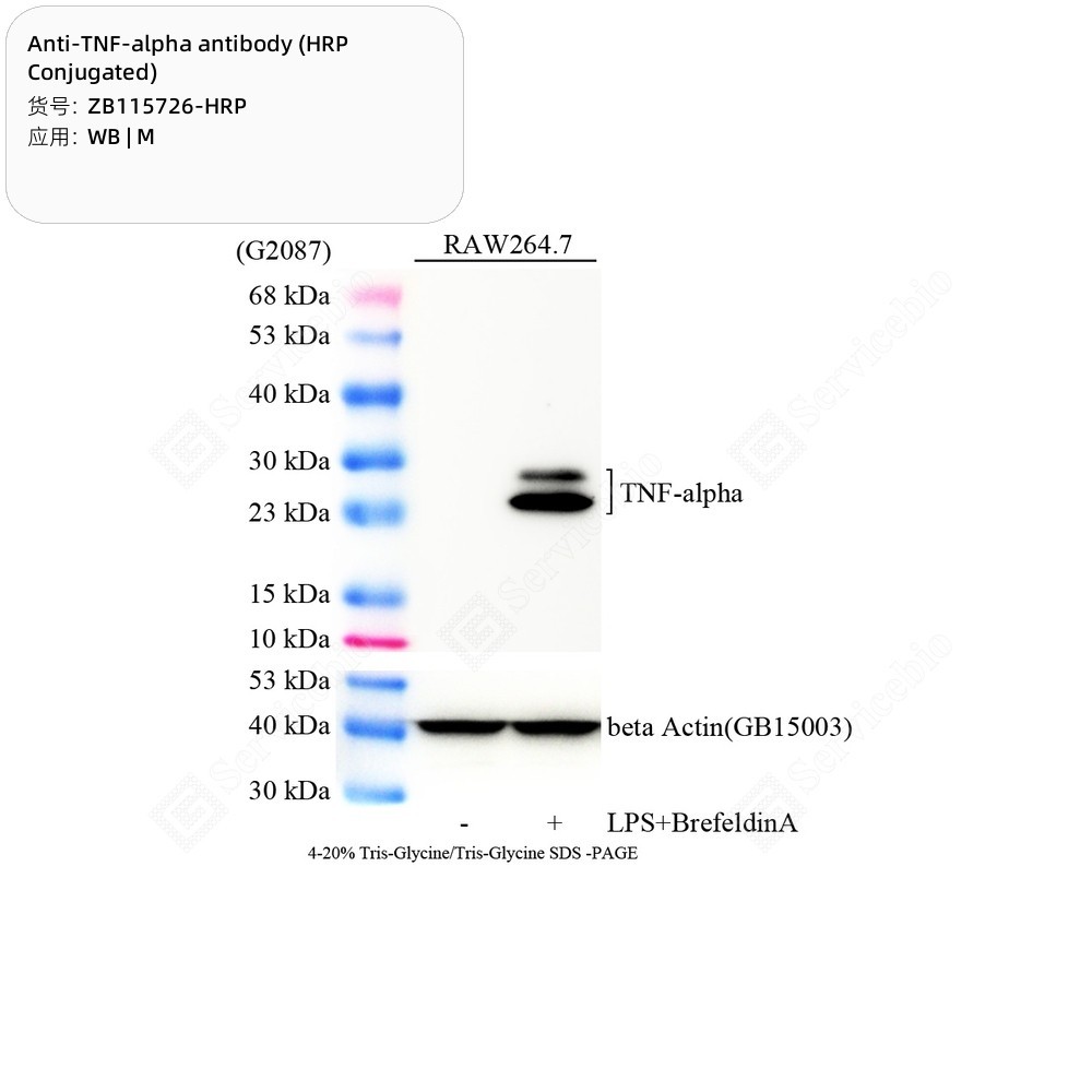 Anti-TNF-alpha antibody (HRP Conjugated)