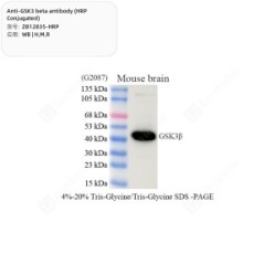Anti-GSK3 beta antibody (HRP Conjugated)