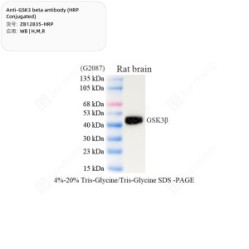 Anti-GSK3 beta antibody (HRP Conjugated)