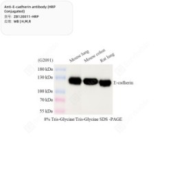 Anti-E-cadherin antibody (HRP Conjugated)