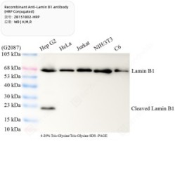 Recombinant Anti-Lamin B1 antibody (HRP Conjugated)