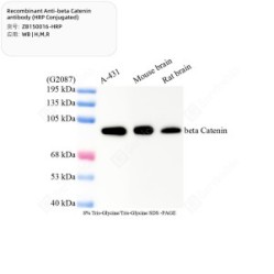 Recombinant Anti-beta Catenin antibody (HRP Conjugated)