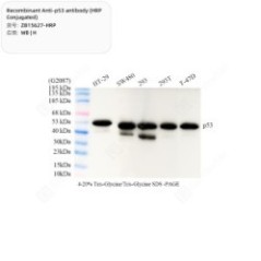 Recombinant Anti-p53...