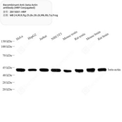 Recombinant Anti-beta Actin antibody (HRP Conjugated)