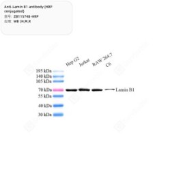 Anti-Lamin B1 antibody (HRP conjugated)