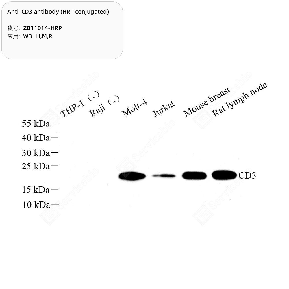 Anti-CD3 antibody (HRP conjugated)