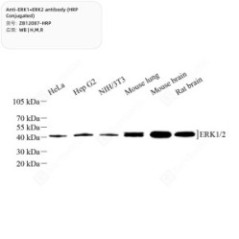 Anti-ERK1+ERK2 antibody...