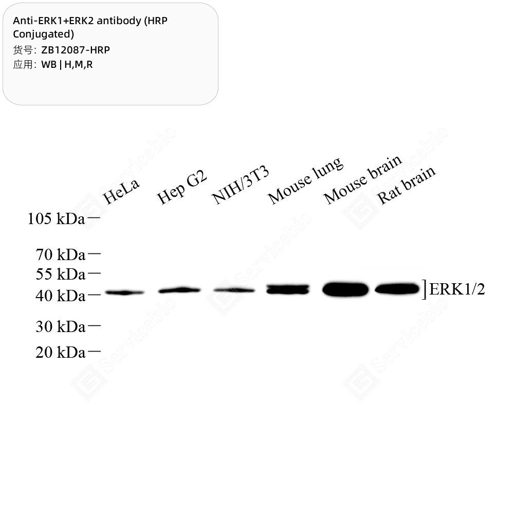 Anti-ERK1+ERK2 antibody (HRP Conjugated)