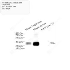 Anti-CD8 alpha antibody...