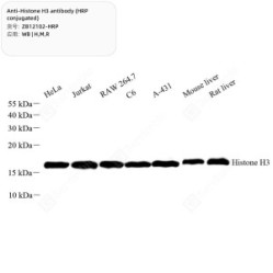 Anti-Histone H3 antibody (HRP conjugated)