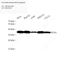 Anti-PCNA antibody (HRP conjugated)
