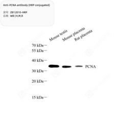 Anti-PCNA antibody (HRP conjugated)