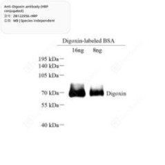 Anti-Digoxin antibody (HRP...