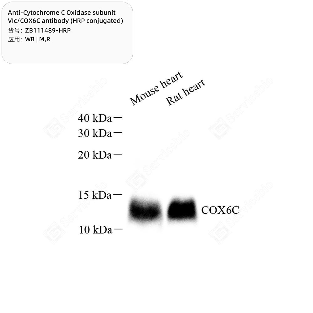 Anti-Cytochrome C Oxidase subunit VIc/COX6C antibody (HRP conjugated)