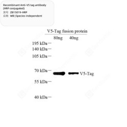 Recombinant Anti-V5 tag antibody (HRP conjugated)
