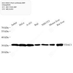 Anti-VDAC1 / Porin antibody (HRP conjugated)